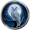 Owl Animal - 2