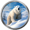 Polar Bear Animal