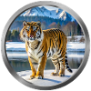 Tiger Animal