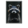 Waschbären Waschbär