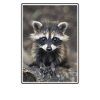 Waschbären Waschbär