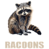 Raccoons Raccoon