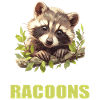 Raccoons Raccoon