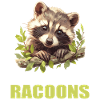 Waschbären Waschbär