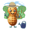 Peanut Gardener Vegetable Gardening Gardening