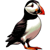 Puffin
