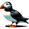 Puffin