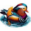 Mandarin duck