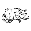 Opossum