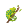 Chameleon Gifts