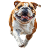 Englische Bulldogge