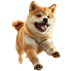 Shiba Inu
