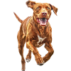 Vizsla