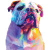 Englische Bulldogge