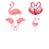 Flamingo LOVE Flamingo Lover
