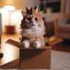 Drôle de chat