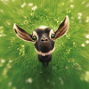 Little goat peeping