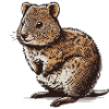Quokka