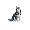 Alaskan Clover Kai