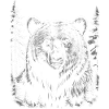 Ours, Forêt