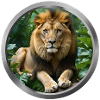 Lion Animal - 2