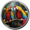 Macaws Animal -2