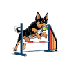Flyball Dog Sports