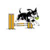 Flyball Sports canins