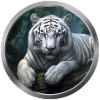 White Tiger Animal