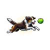 Flyball Dog Sports