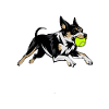 Flyball Dog Sports