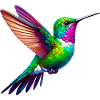Hummingbird