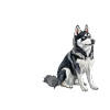 Alaskan Clover Kai