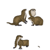 Otter Love
