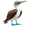 Blue-footed booby
