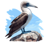 Blue-footed booby