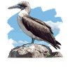 Blue-footed booby