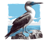 Blue-footed booby