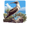 Blue-footed booby