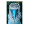 Blue-footed booby