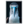 Blue-footed booby