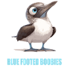 Blue-footed booby