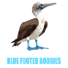 Blue-footed booby