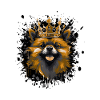 zwergspitz hund tier