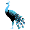 Blue Bird - Peacock
