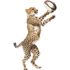 Gepard