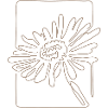 Minimalist Line Art Flower