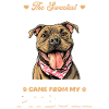 Pitbull Terrier Dog Owner