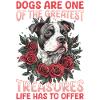 Pitbull Terrier Dog Owner