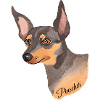 Pinscher Head